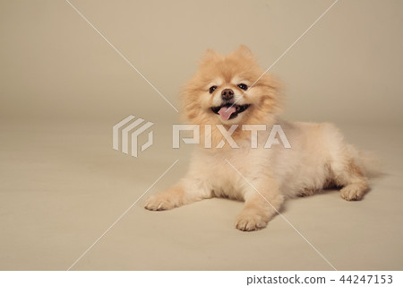 sheared spitz puppy lying in front view sheared spitz puppy lying in front view 44247153