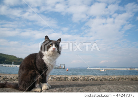 Tashirojima Minato cat 44247373