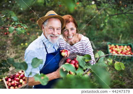 A senior couple picking apples in orchard in autumn. 44247379