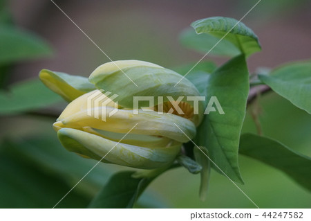 Yellow magnolia yellow tree lotus Flower language is "faithful to love" 44247582