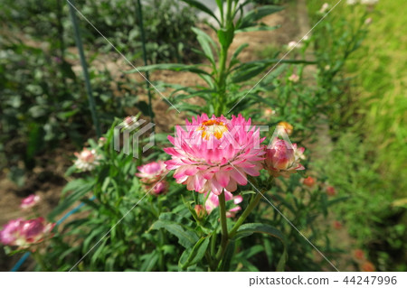 蠟菊 蠟菊 44247996