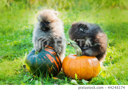 pomeranian dogs and pumpkin, halloween pomeranian dogs and pumpkin, halloween 44248174