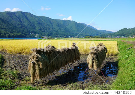 Hakigake Lake after the harvest of autumn wind Osaki City Hakigake Lake after the harvest of autumn wind Osaki City 44248193