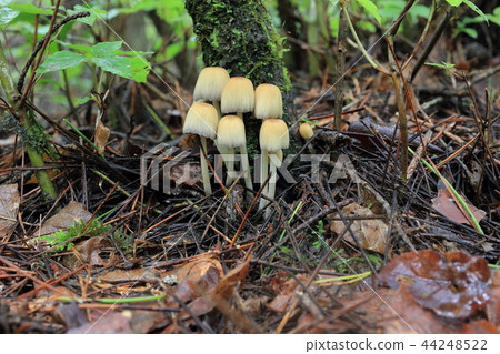 蘑菇 44248522