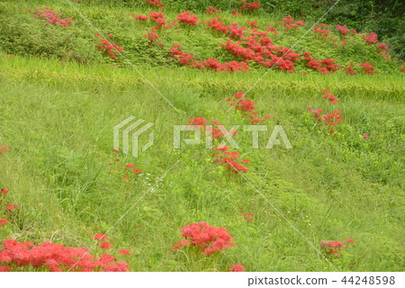 Autumn image (A clustera) 44248598