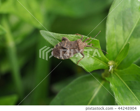 Hojoki bug 44248904