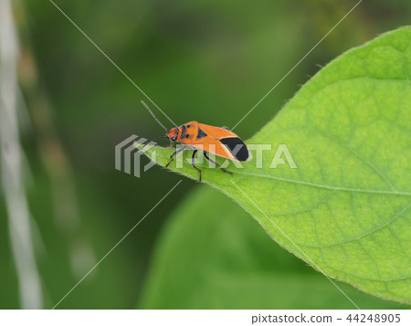 Nymphal beetle 44248905