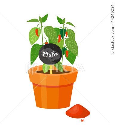 Chile Plant in Pot and Powder Vector Illustration 44249254