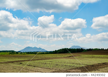生產山村麥田 44249302