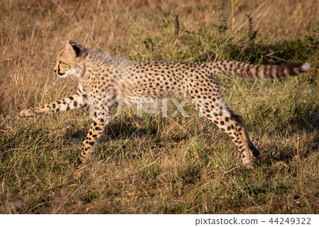 Cheetah cub jumping with legs stretched out 44249322
