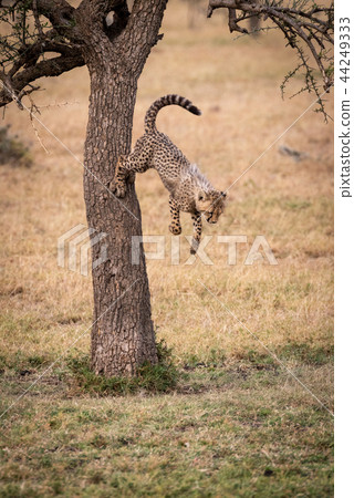 Cheetah cub jumps from tree in grassland 44249333