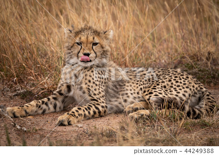 Cheetah cub lying in grass licking lips Cheetah cub lying in grass licking lips 44249388