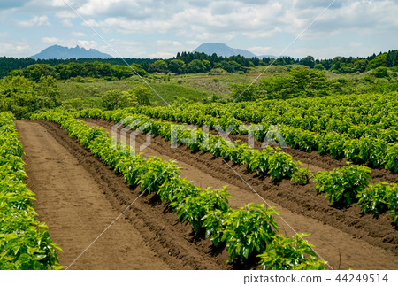 生產山村 44249514