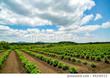 生產山村 44249515