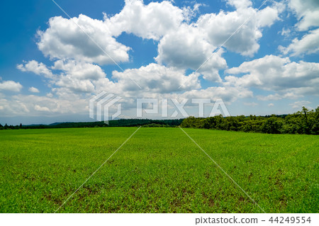 Producing mountain village wheat field Producing mountain village wheat field 44249554