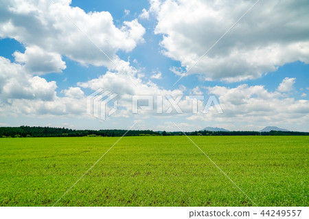 Producing mountain village wheat field Producing mountain village wheat field 44249557