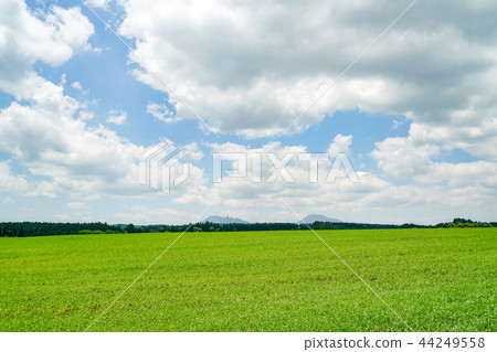 生產山村麥田 44249558