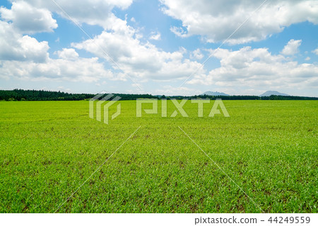 Producing mountain village wheat field Producing mountain village wheat field 44249559