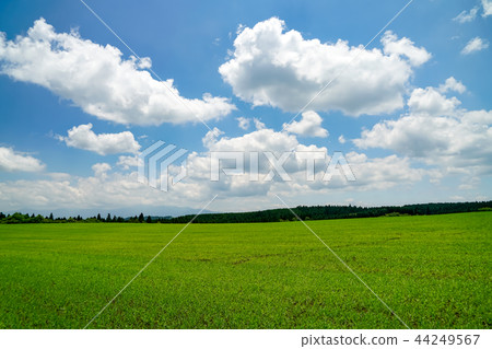 生產山村麥田 44249567