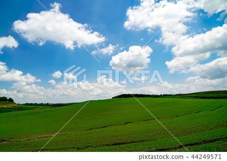 生產山村麥田 44249571