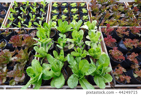 Salad garden 44249715