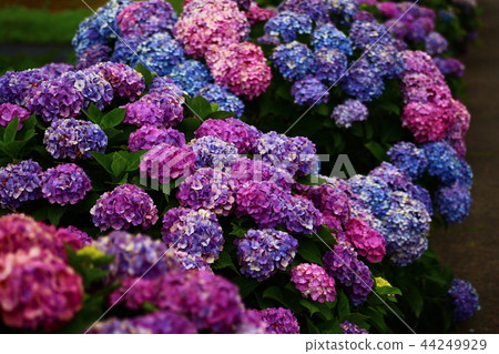 Multi-colored hydrangea Multi-colored hydrangea 44249929
