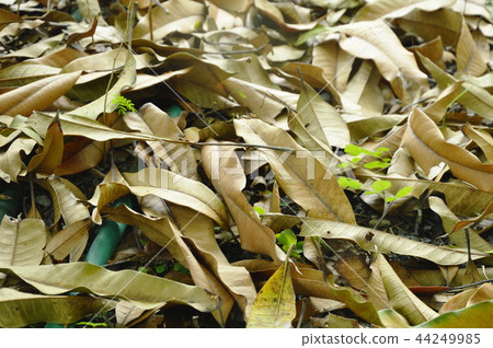 dry mango leaf falling on ground in garden 44249985