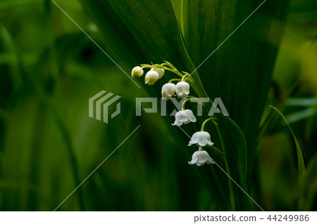 Nihon Suzuran 44249986