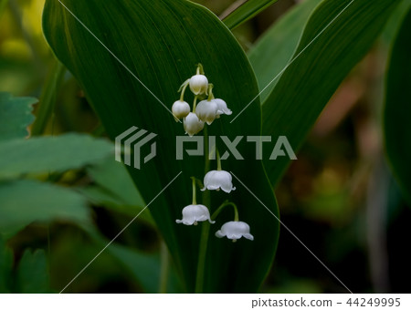 Nihon Suzuran 44249995