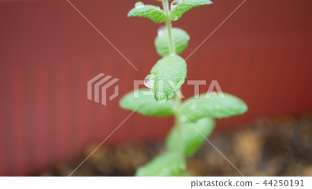 植物薄荷滴 44250191