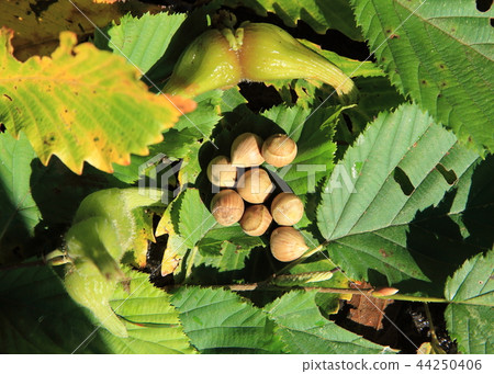 Horned hazelnut and nuts 44250406
