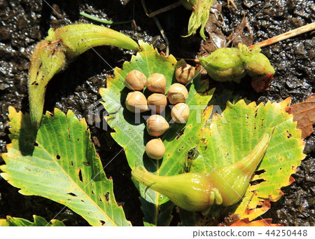 Horned hazelnut and nuts 44250448