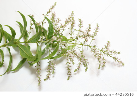 Lemon verbena Lemon verbena 44250516