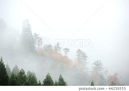 濃霧 濃霧 44250555