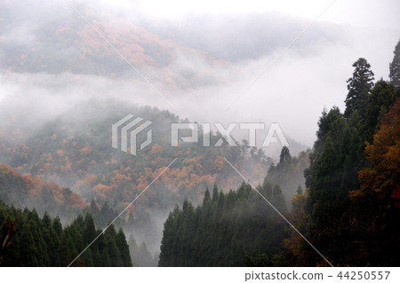 Dense fog Dense fog 44250557