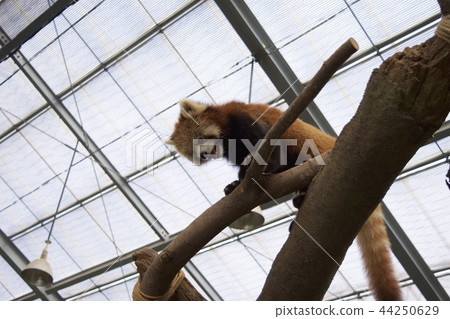 神戶動物王國〜小熊貓〜 神戶動物王國〜小熊貓〜 44250629