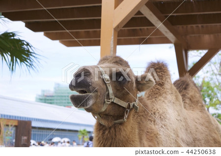 神戶動物王國〜駱駝〜 44250638