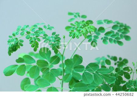 Moringa 44250682