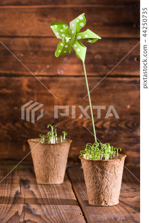 Potted seedlings growing in pot Potted seedlings growing in pot 44250735