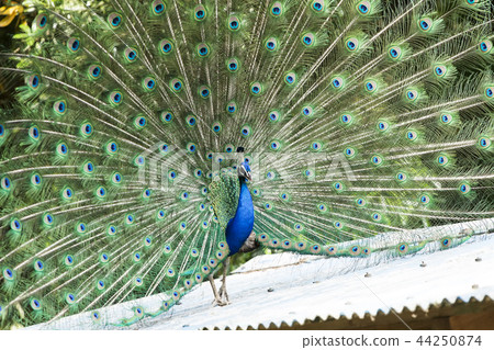 Omuta City Zoo peacock, Omuta City Zoo peacock, 44250874