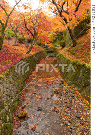 Japanese Kyoto garden, autumn leaves Japanese Kyoto garden, autumn leaves 44251051