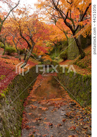Japanese Kyoto garden, autumn leaves 44251056