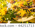 Autumn leaves and dead leaves 44251713