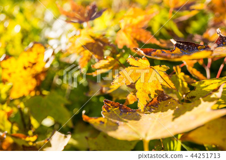 Autumn leaves and dead leaves Autumn leaves and dead leaves 44251713
