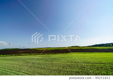 Producing mountain village wheat field 44251831