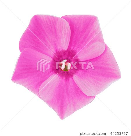 flower magenta phlox isolated on white background flower magenta phlox isolated on white background 44253727