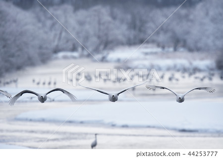 Tancho(北海道·Tsurui)從被冰包圍的棲息處飛行 Tancho(北海道·Tsurui)從被冰包圍的棲息處飛行 44253777