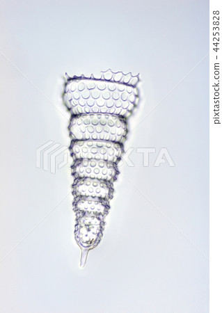 Radiant worm Radiant worm 44253828