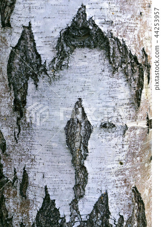 background - birch bark close up background - birch bark close up 44253957