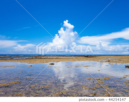 Okamijima珊瑚礁 44254147